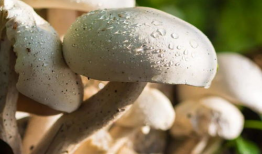 蘑菇视频吃瓜爆料是真的吗,真相揭秘，是真是假？